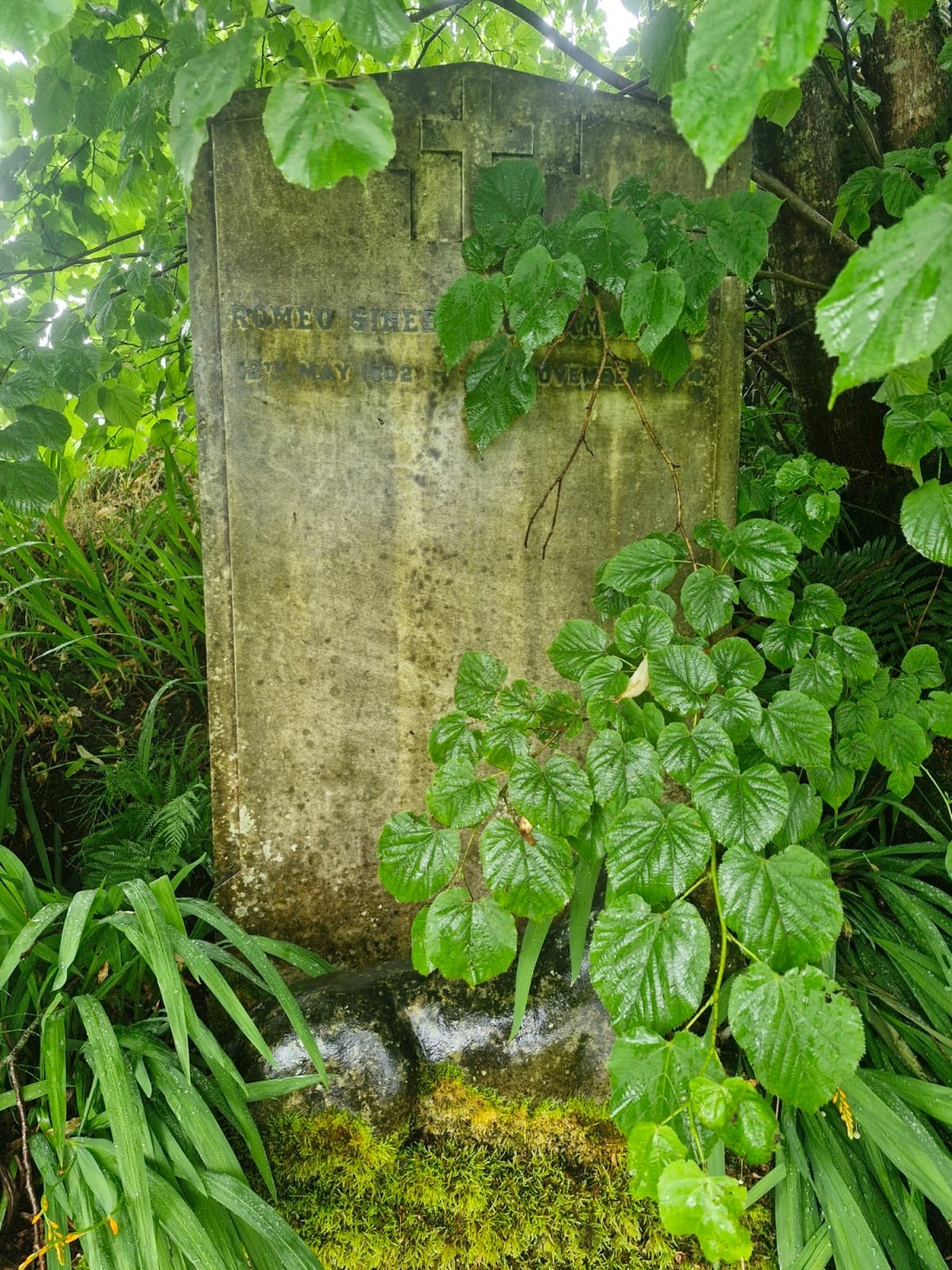 Weathered marble headstone before restoration, darkened and overgrown with leaves and moss